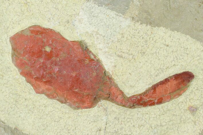 Unidentified Carpoid From Fezouata Shale - Morocco #141894